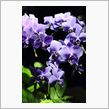 Blue orchid