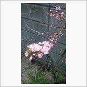 咲いたよ