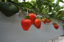 いちご狩り(^^) いちご狩り(^^)