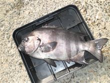 底物、釣れだした～