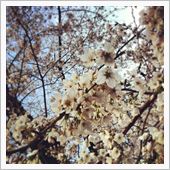 桜 いいカンジ♪