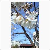 桜の開花は早い？？？
