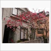 庭の桃も開花しました。