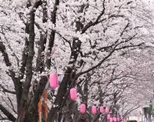 Long strolling under the cherry blossoms!