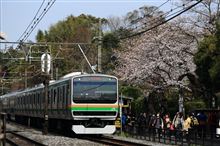 北鎌倉へ桜観賞に行ってきました（＾＾