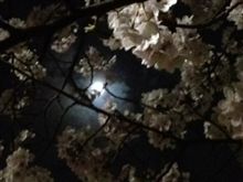 月と桜