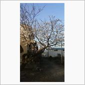 桜、そしてタイヤ履き替え
