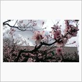 お花見は桜だけじゃ……にゃい ...