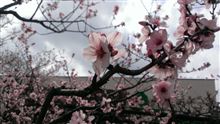 お花見は桜だけじゃ……にゃい!!!?
