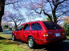 S124 たこたロードランナー in 桜並木 