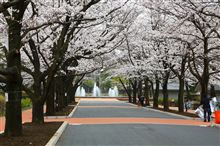 府中の森公園に花見＆雑木林散策