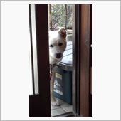 愛犬ララの散歩。