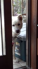 愛犬ララの散歩。