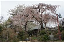 ご近所で花見