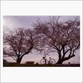 一ヶ月点検と桜と・・・
