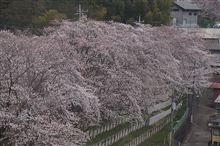 桜と鉄道を。 桜と鉄道を。