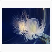 ひとり京都水族館へ