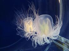 ひとり京都水族館へ ひとり京都水族館へ
