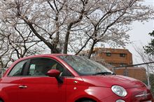 近所で花見など