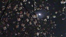 夜桜も～♪