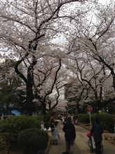 花見