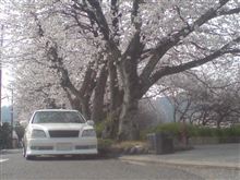 ２０１３桜