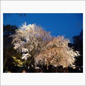 東京都内にある桜の名所巡りを ...