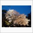 東京都内にある桜の名所巡りをしてきました。