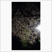 続・さくらさく