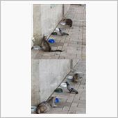 サクラサクでござる　の巻