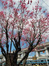 桜に負けじと『ハナモモ』も満開♪