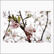 葉桜
