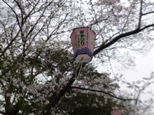 桜 ♪ サクラ ♪ 桜 ♪ サクラ ♪