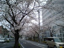 桜　