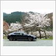 BRZと桜