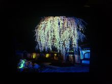 花見に来ました