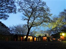 夜桜