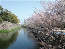 桜咲く～♪