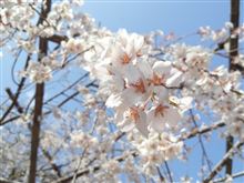 桜前線北上中