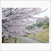 花見写真を撮ってみた。