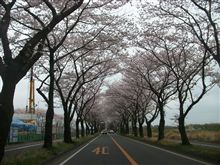 もう３月も終わり・・・