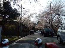 ようやく咲いてきた