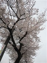 春ですね