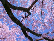 醍醐の桜