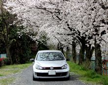 今年も桜