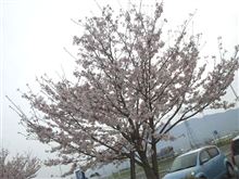 初さくら