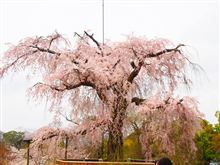 京都で桜を見てきました♪