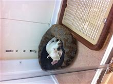 癒されます… 癒されます…