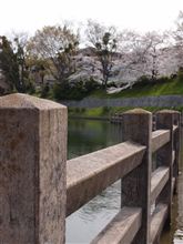 伏見の桜 伏見の桜