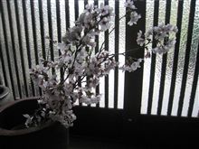 御近所様との、花見☆